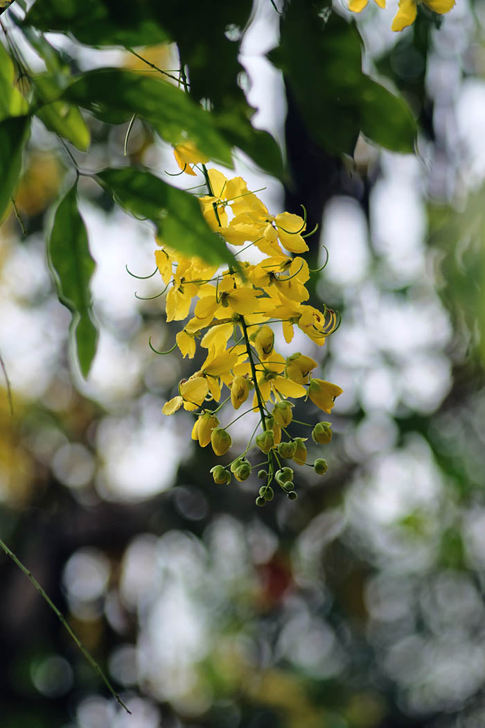 Cassia Black Vernice
